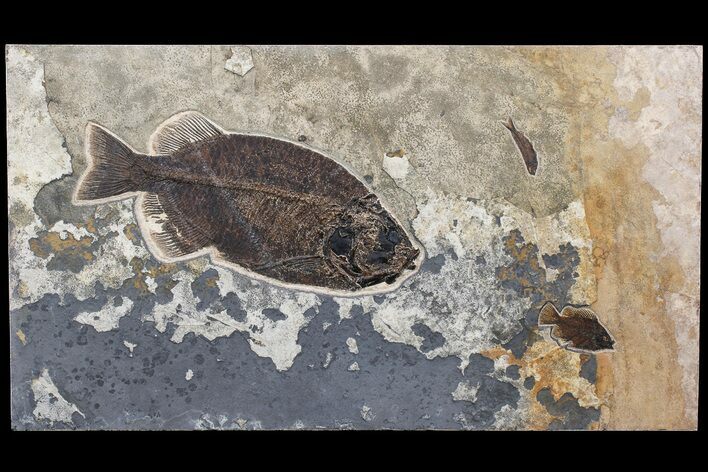 Fossil Fish Mural With Giant Phareodus - Kemmerer, Wyoming #174913